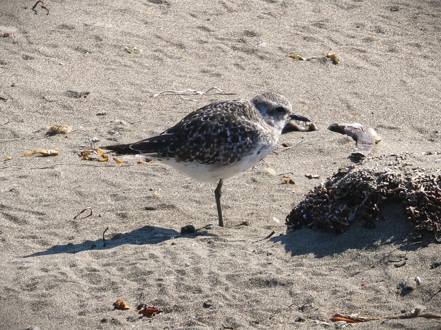 Gray Plover