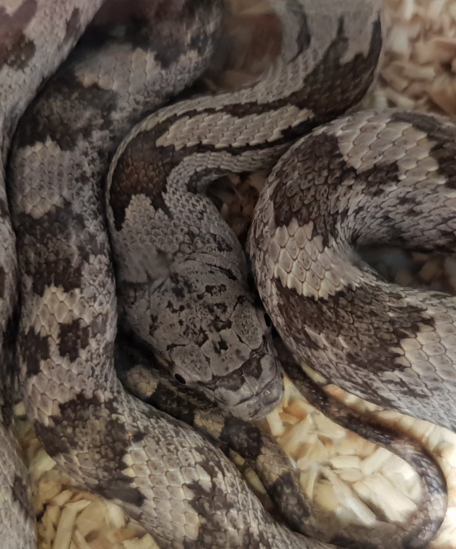 Gray ratsnake - Pantherophis spiloides