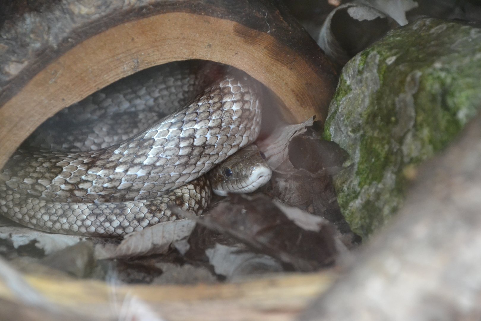 Gray ratsnake (Pantherophis spiloides)