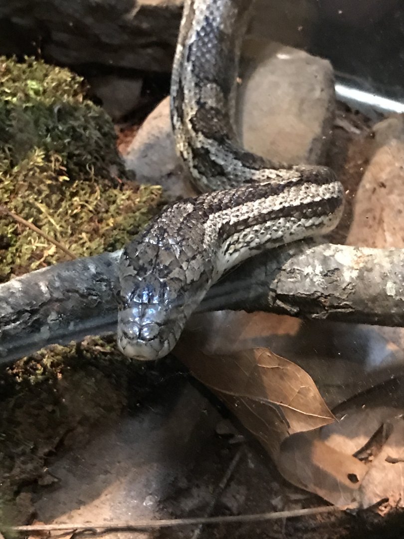 Gray ratsnake