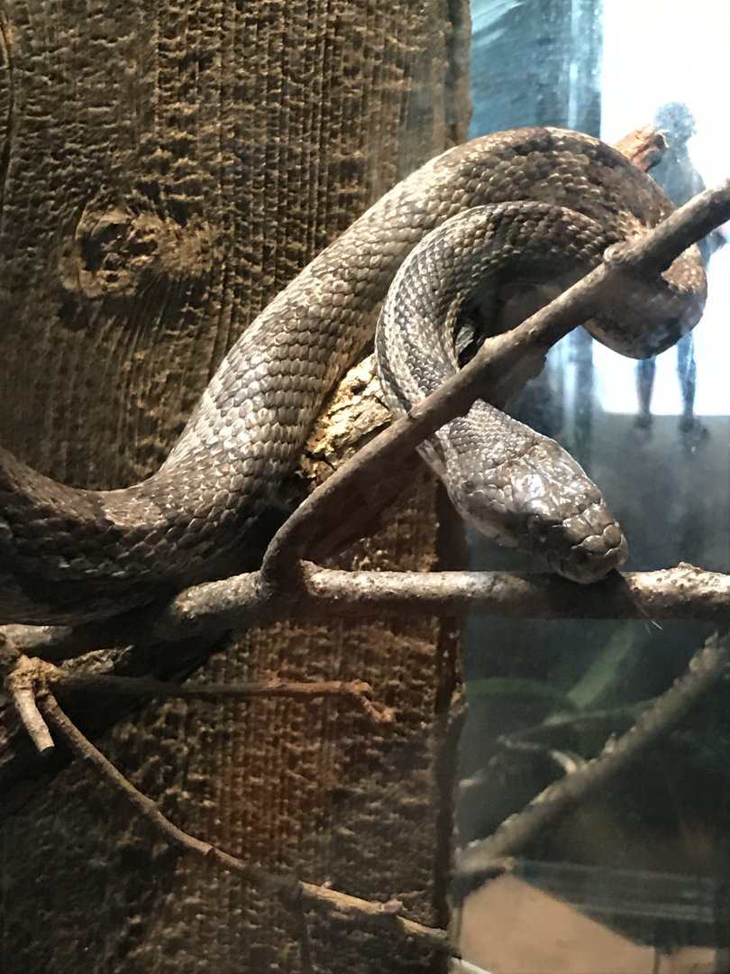 Gray ratsnake