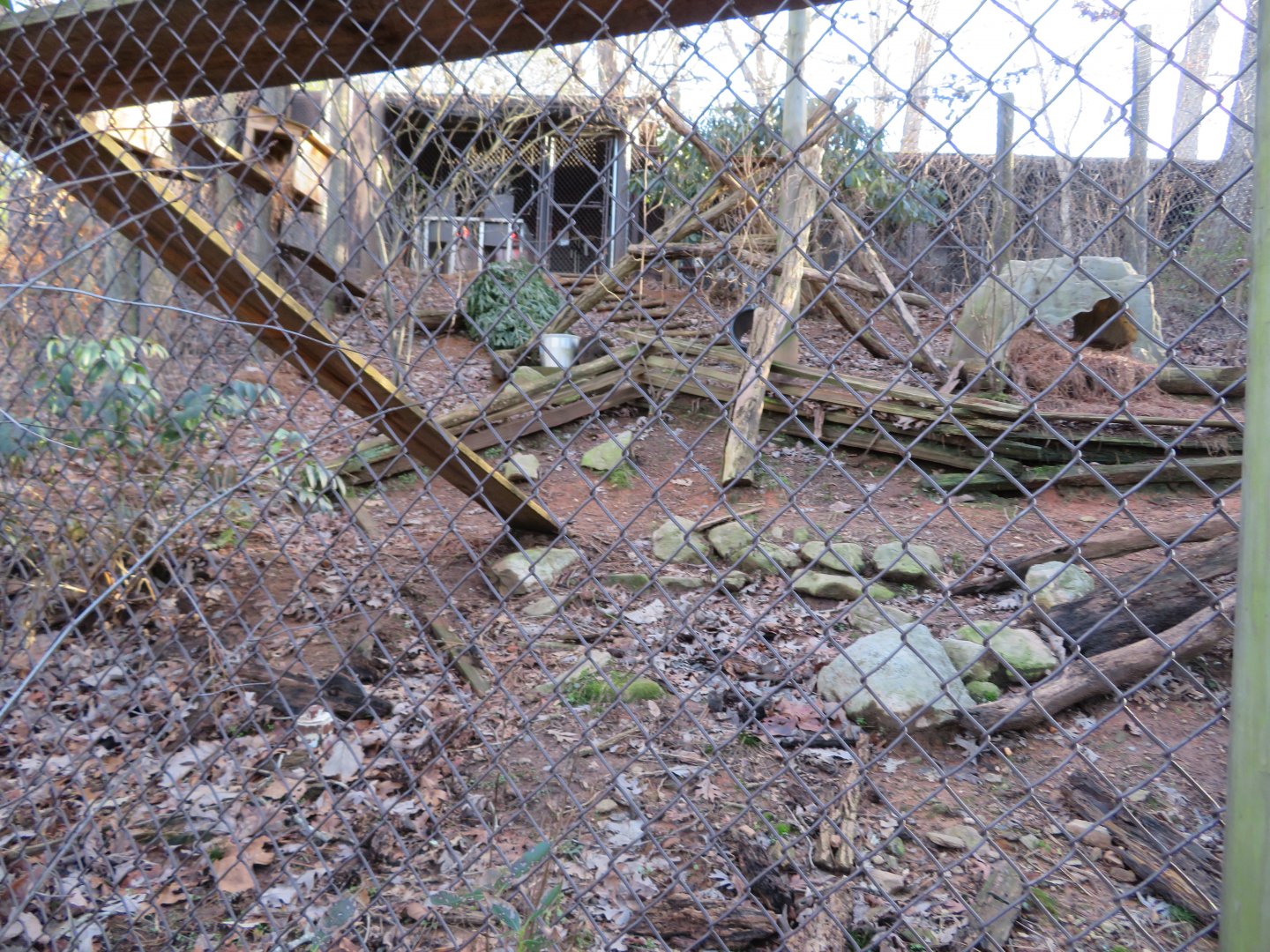 Gray & Red Fox Exhibit