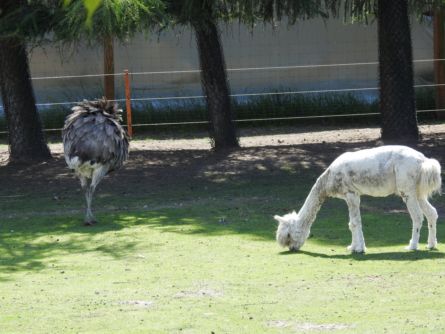 gray rhea with alpaca