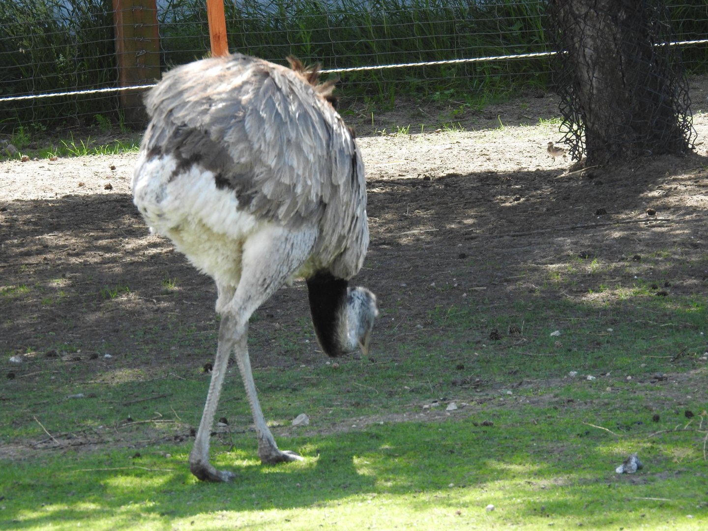 gray rhea