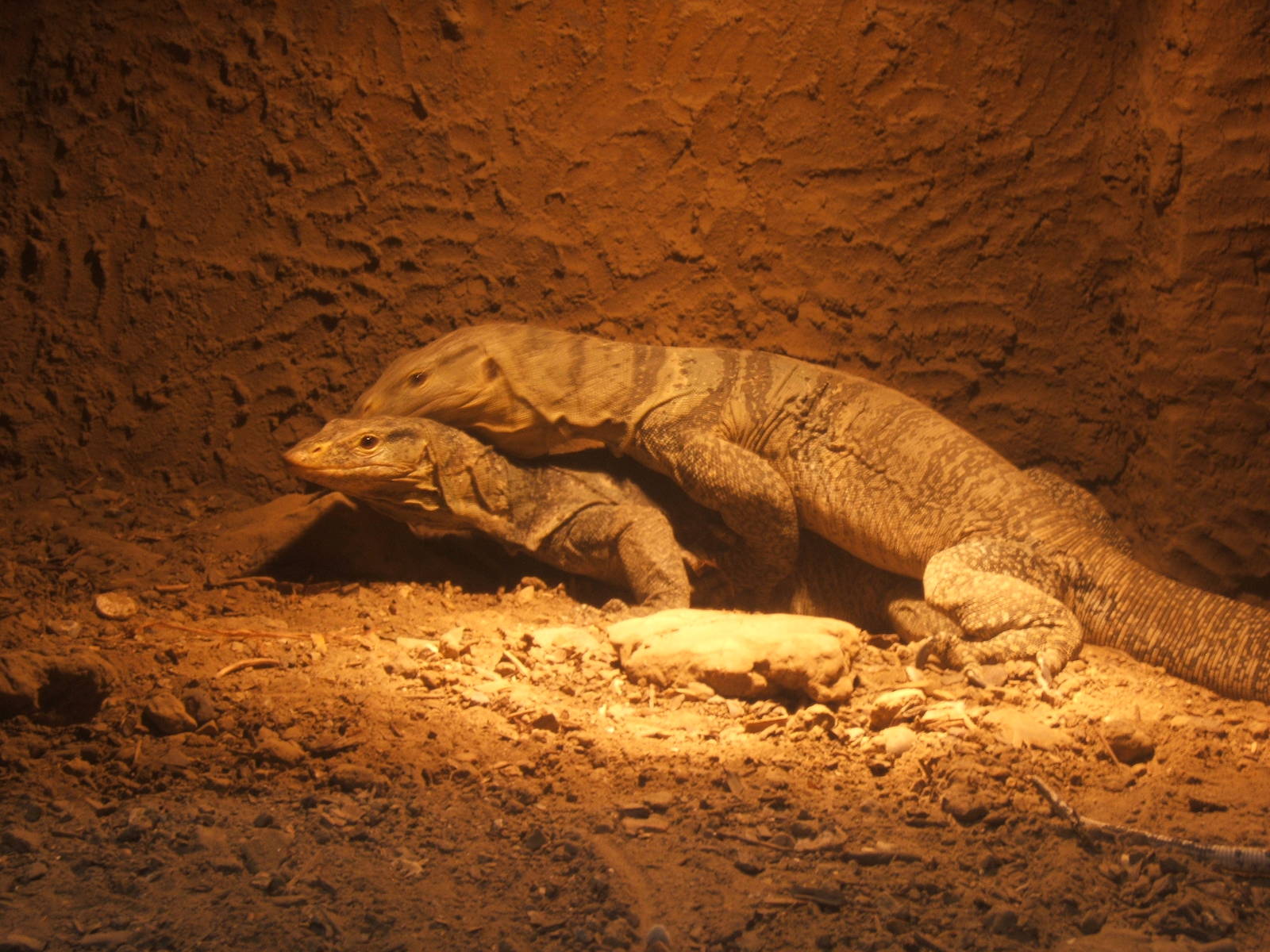 Gray`s Monitor`s mating