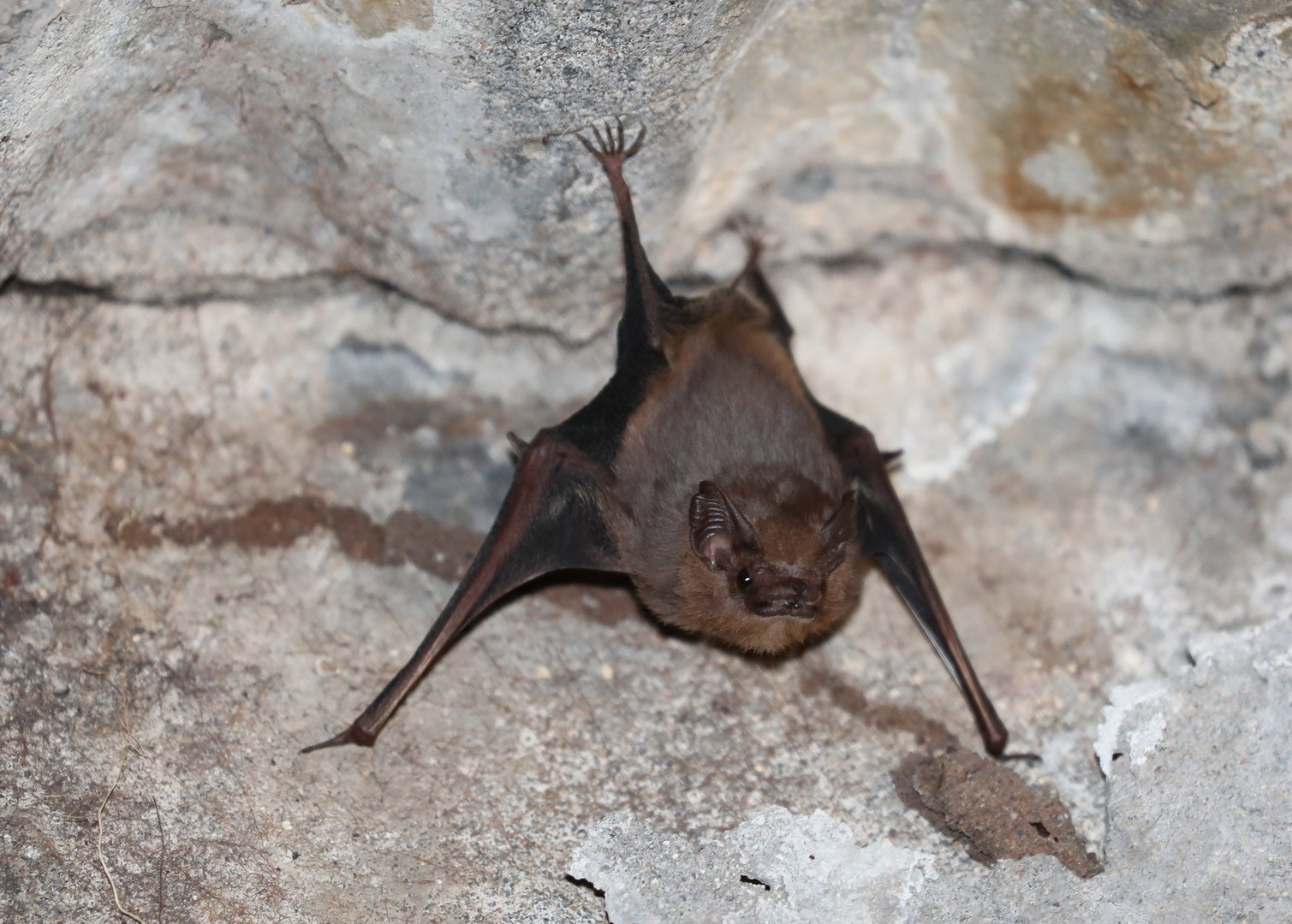 gray sac-winged bat (Balantiopteryx plicata)