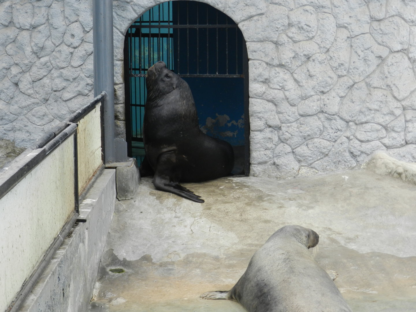 Gray seal and south-american sea lion - Parque de Las Leyendas