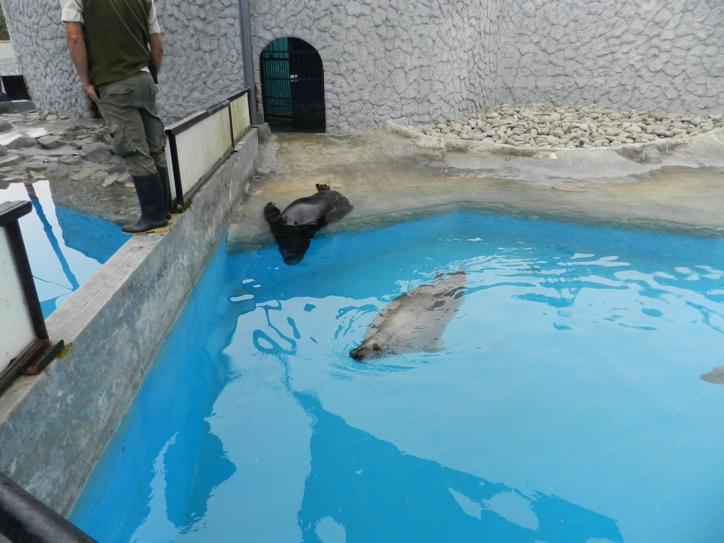 Gray seal and south-american sea lion - Parque de Las Leyendas