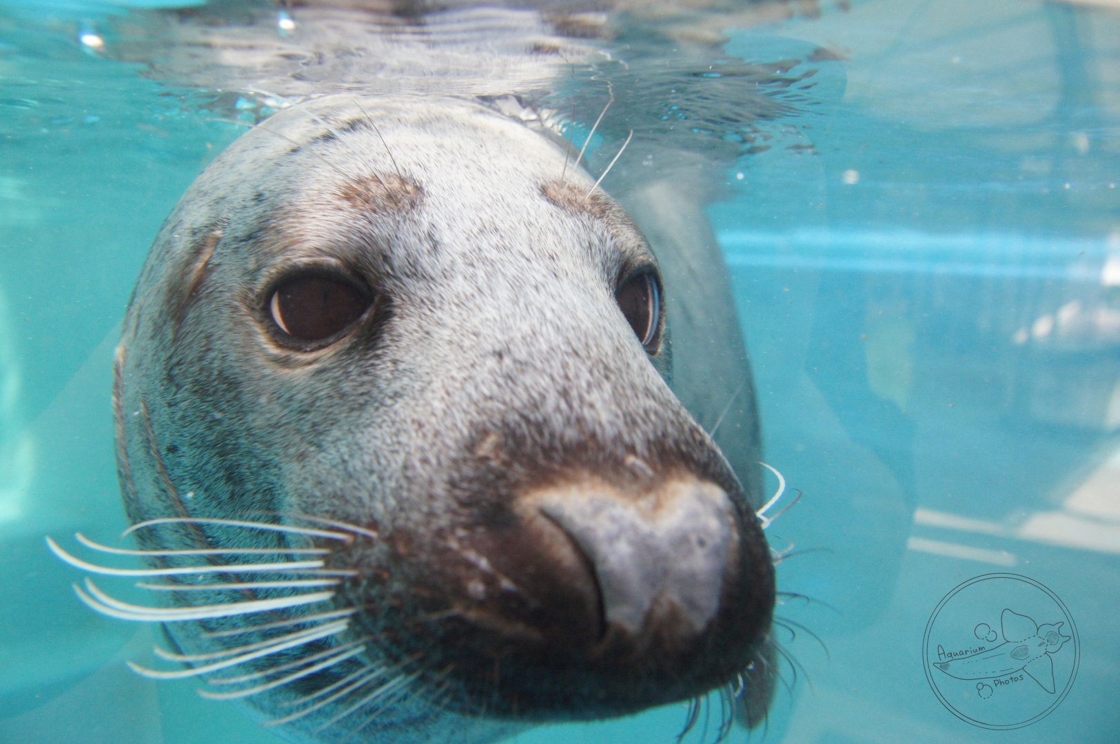 Gray Seal (Halichoerus grypus)