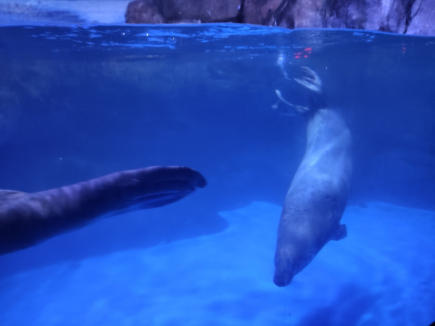 Gray seal (Halichoerus grypus)