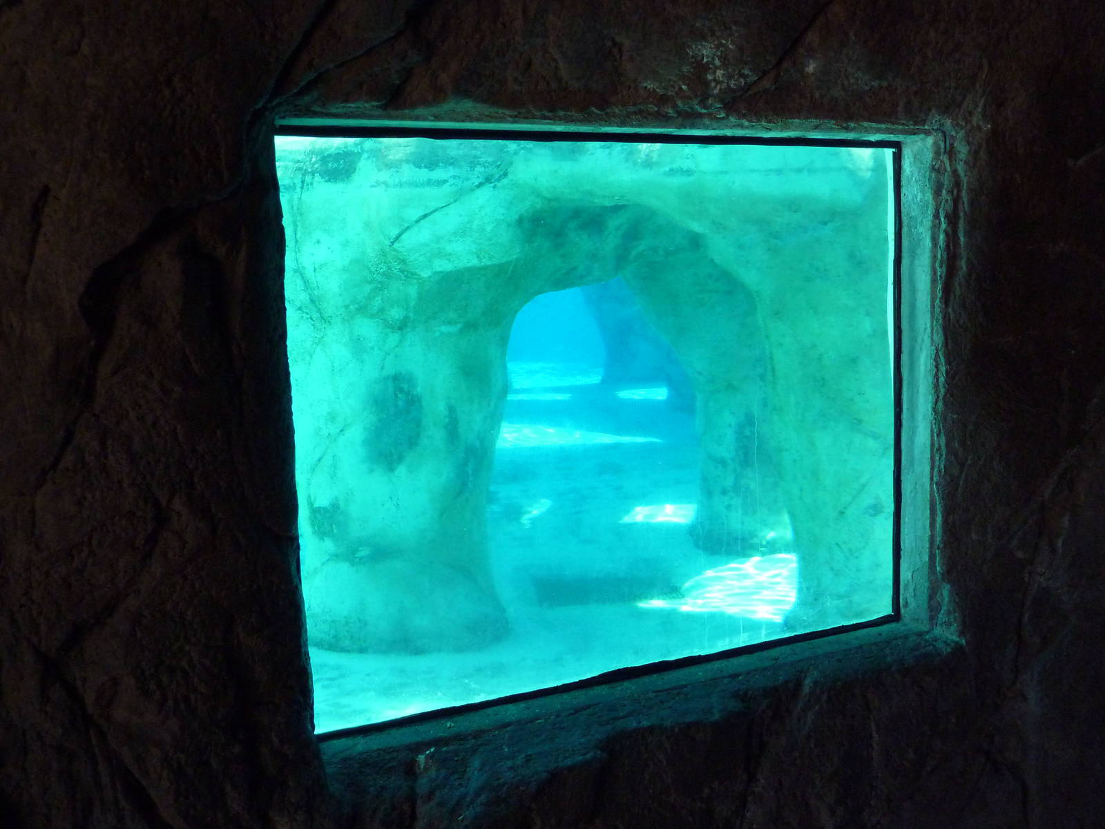 Gray Seal/Harbor Seal/California Sea Lion Exhibit