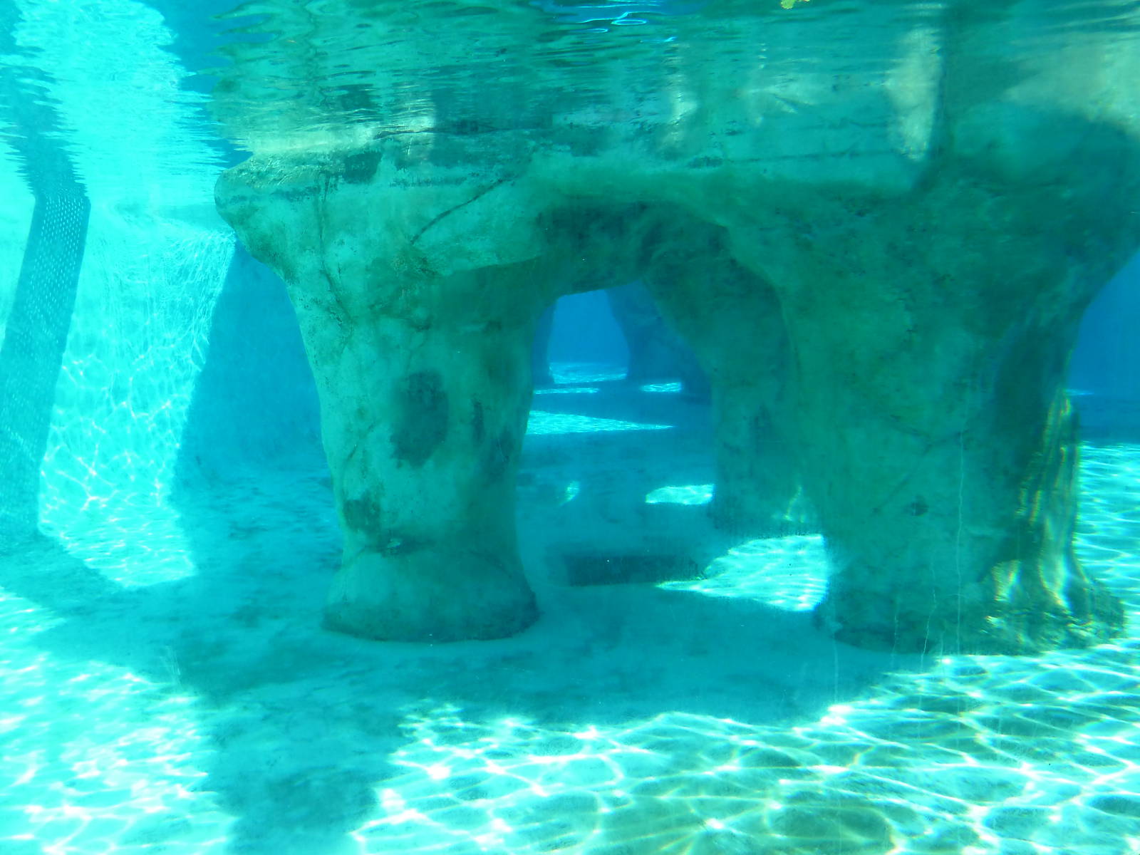 Gray Seal/Harbor Seal/California Sea Lion Exhibit