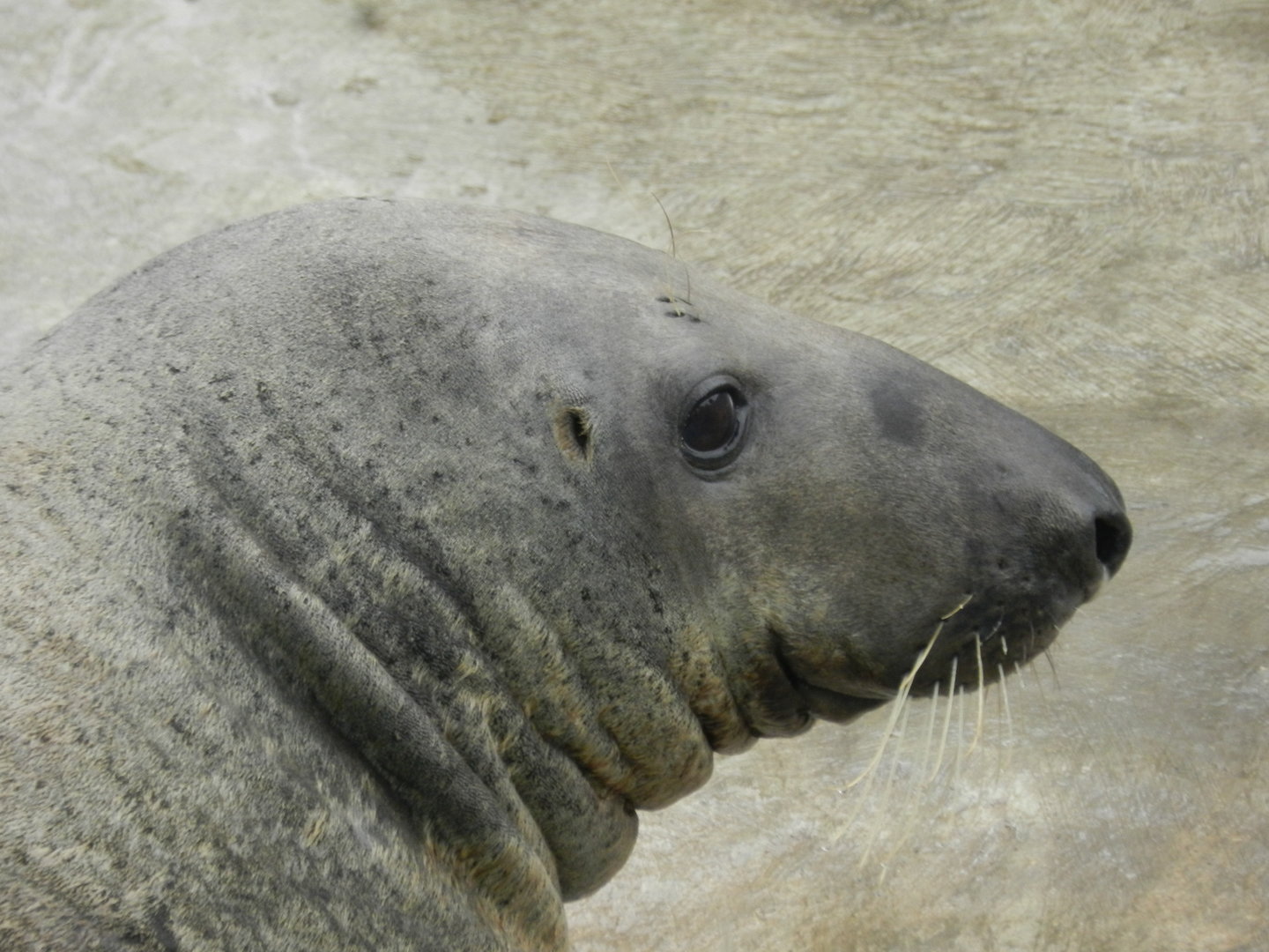Gray seal - Parque de Las Leyendas