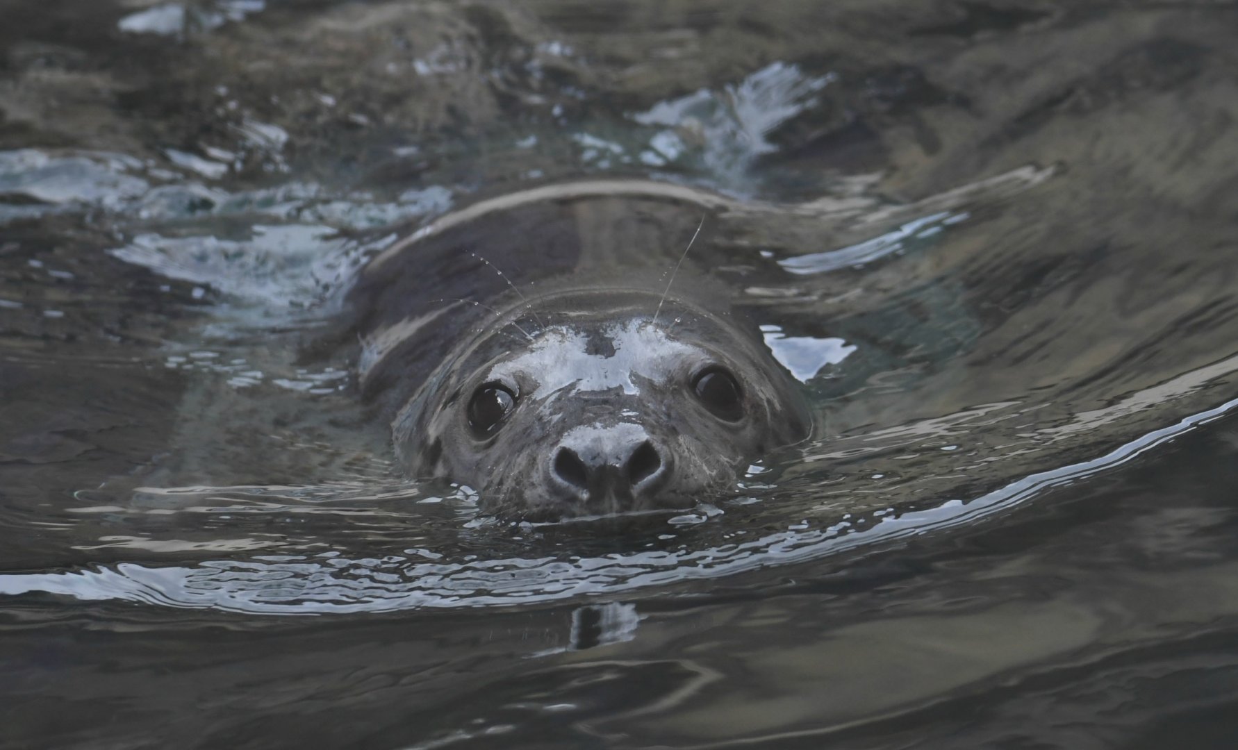 Gray seal pup Celia