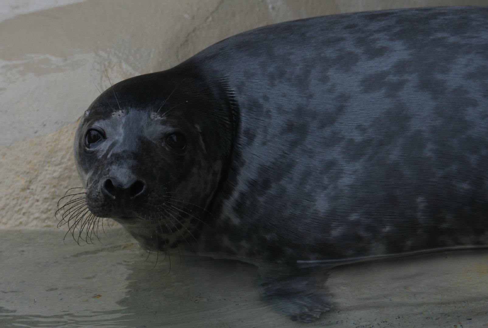 Gray seal pup Peanut