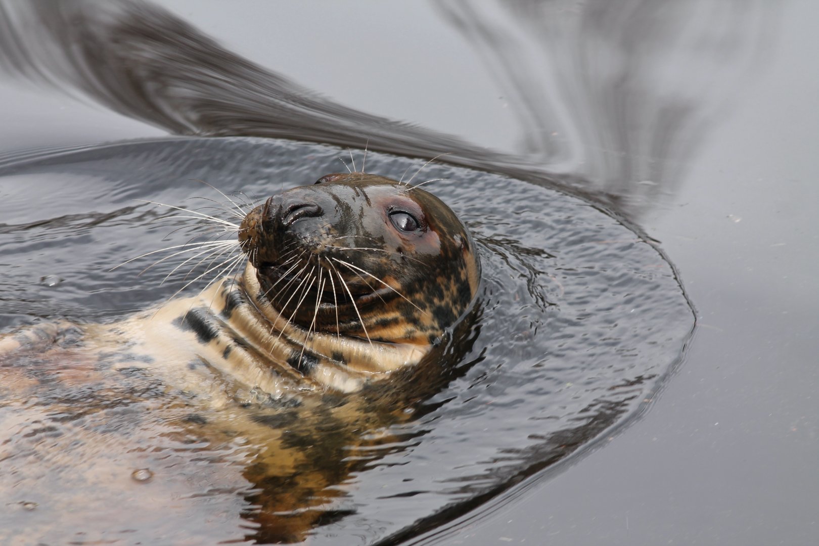 Gray seal swimming