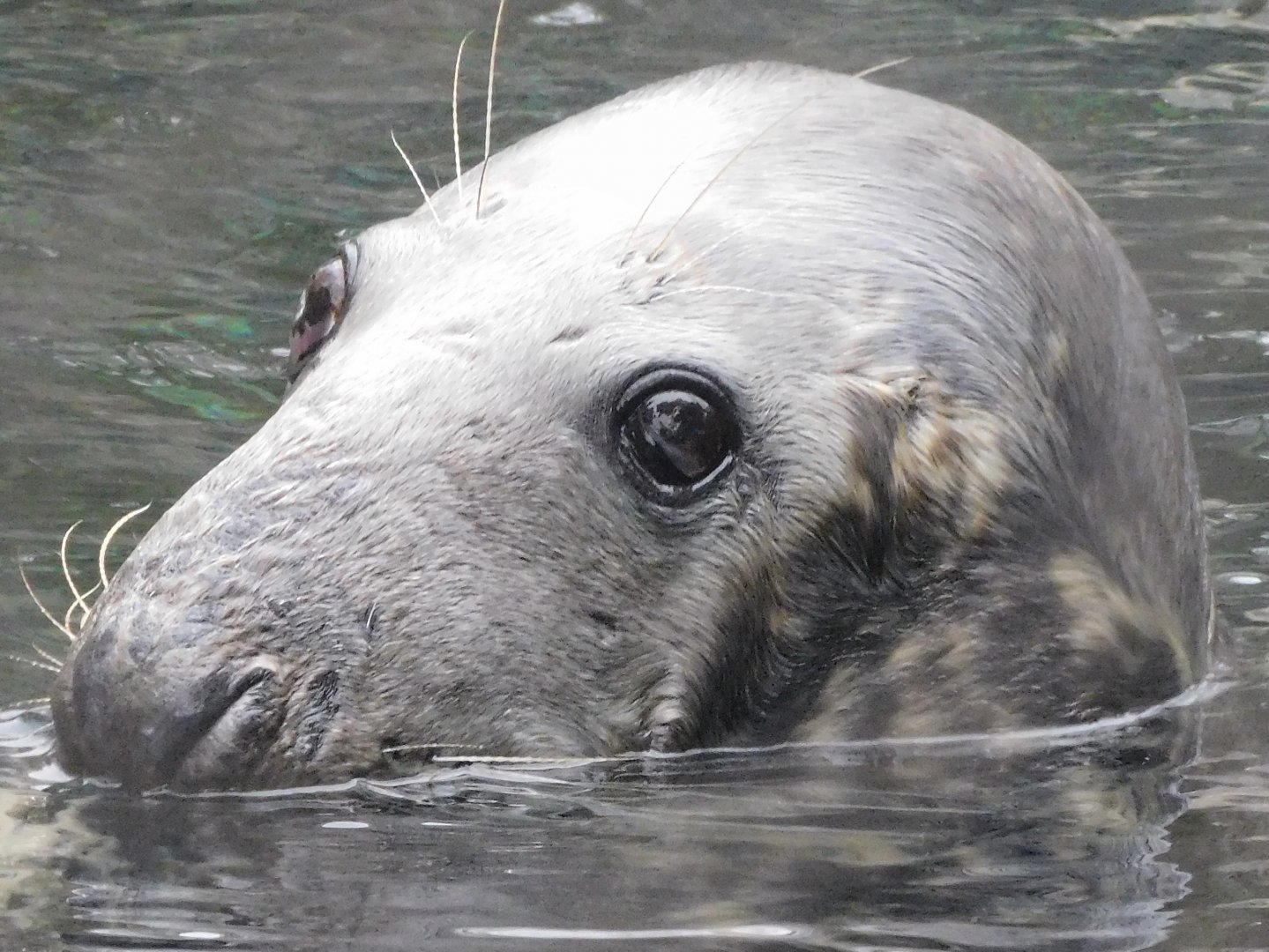 Gray seal