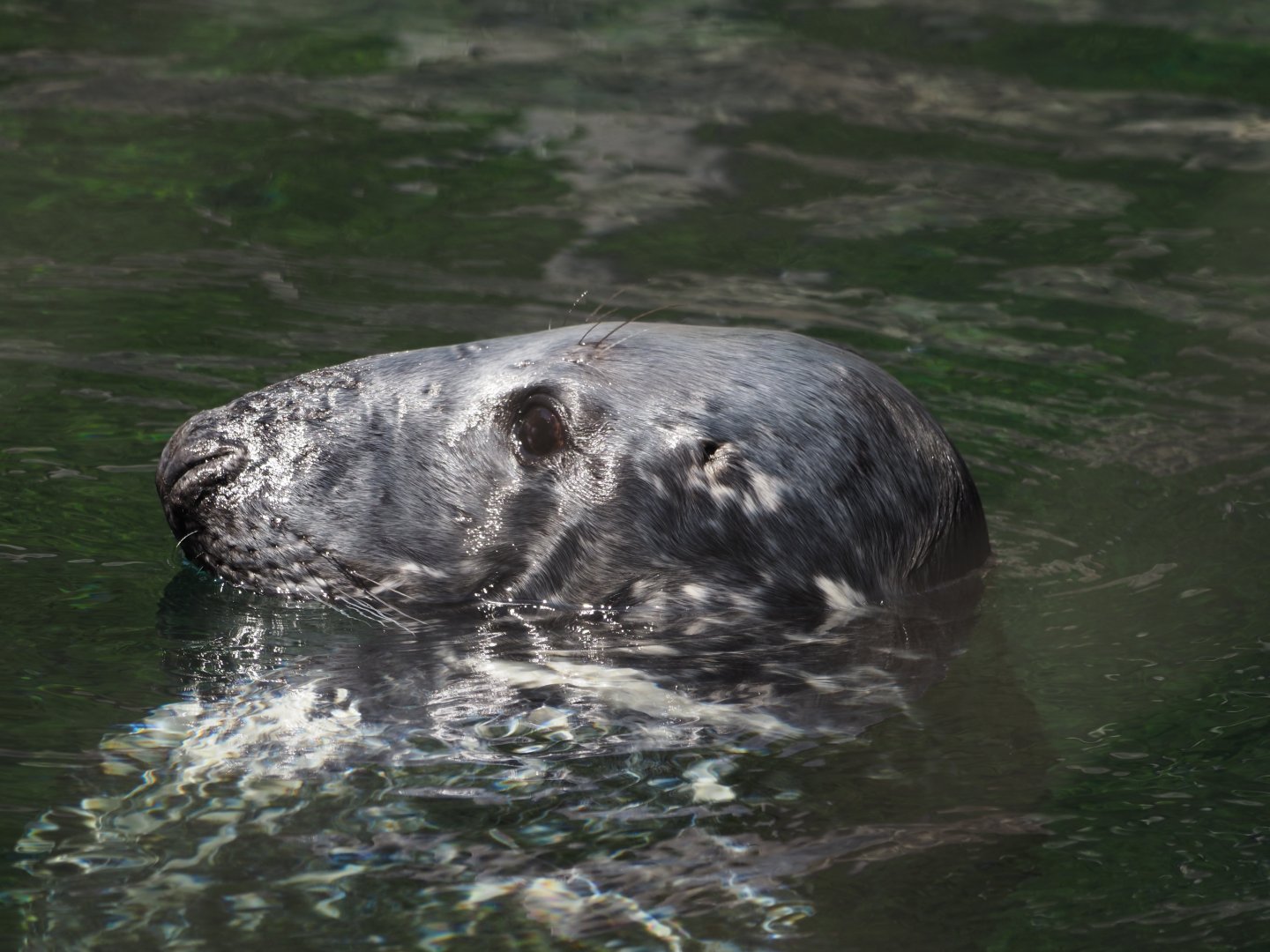 Gray Seal