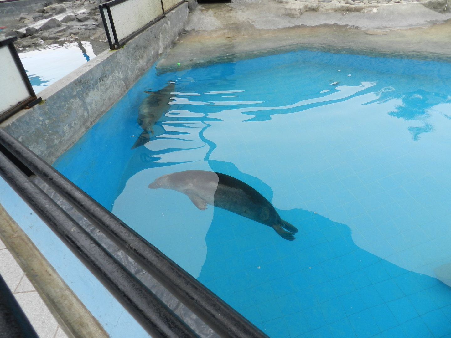 Gray seals swimming - Parque de Las Leyendas
