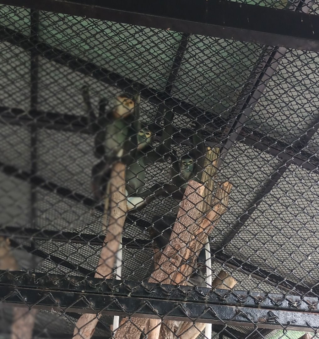 Gray-shanked & Black-shanked douc : Sriayuthaya Lion Park