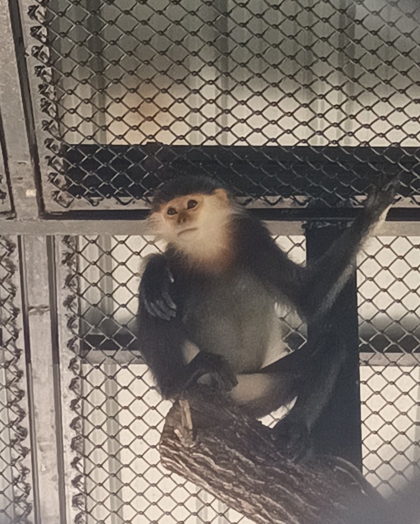 Gray-shanked douc : Sriayuthaya Lion Park