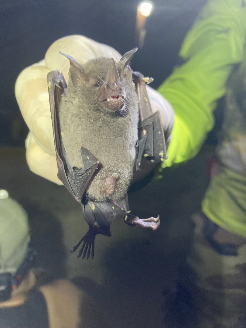 Gray Short-tailed Bat (Carollia subrufa)
