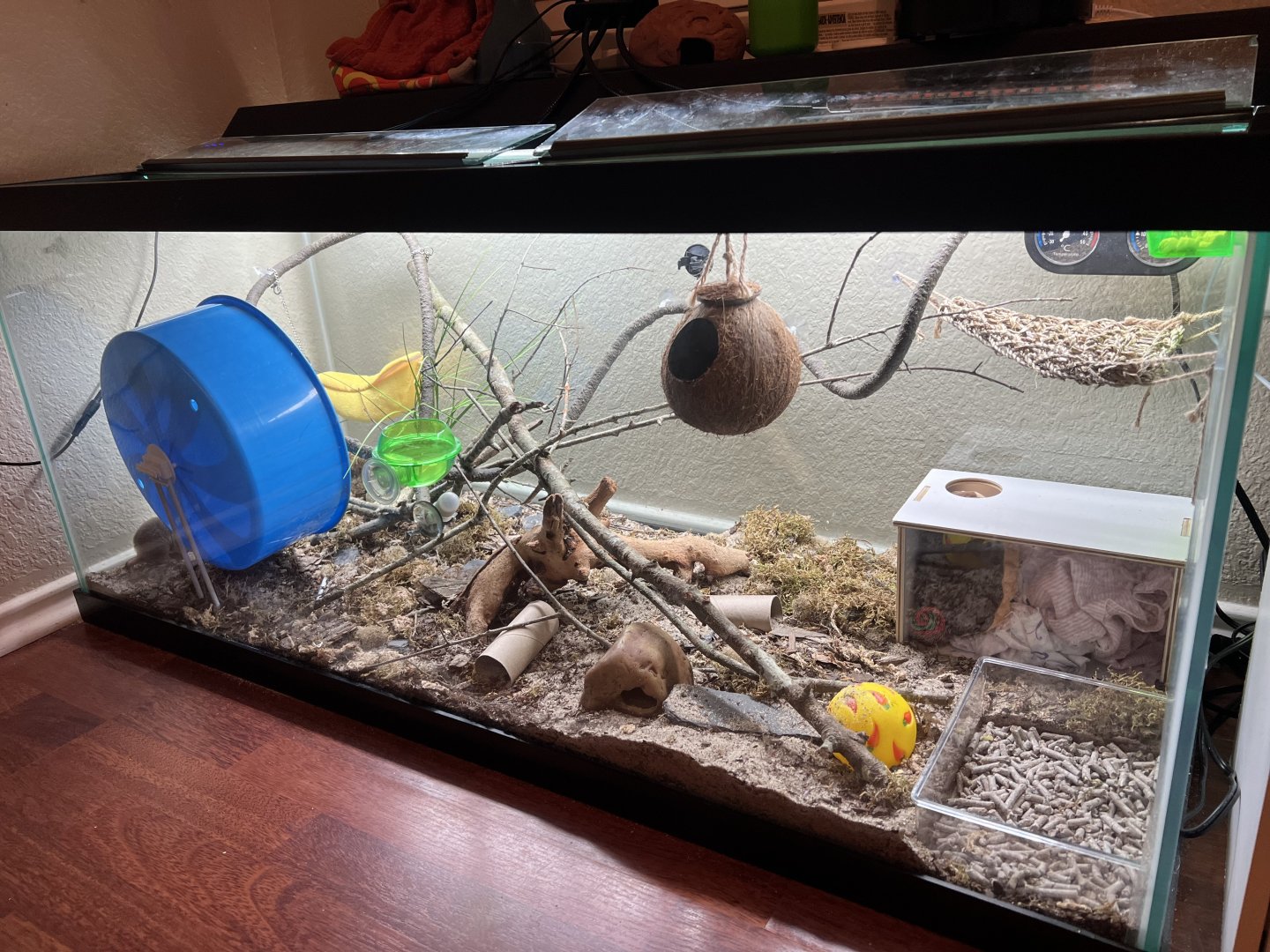 Gray short-tailed opossum enclosure