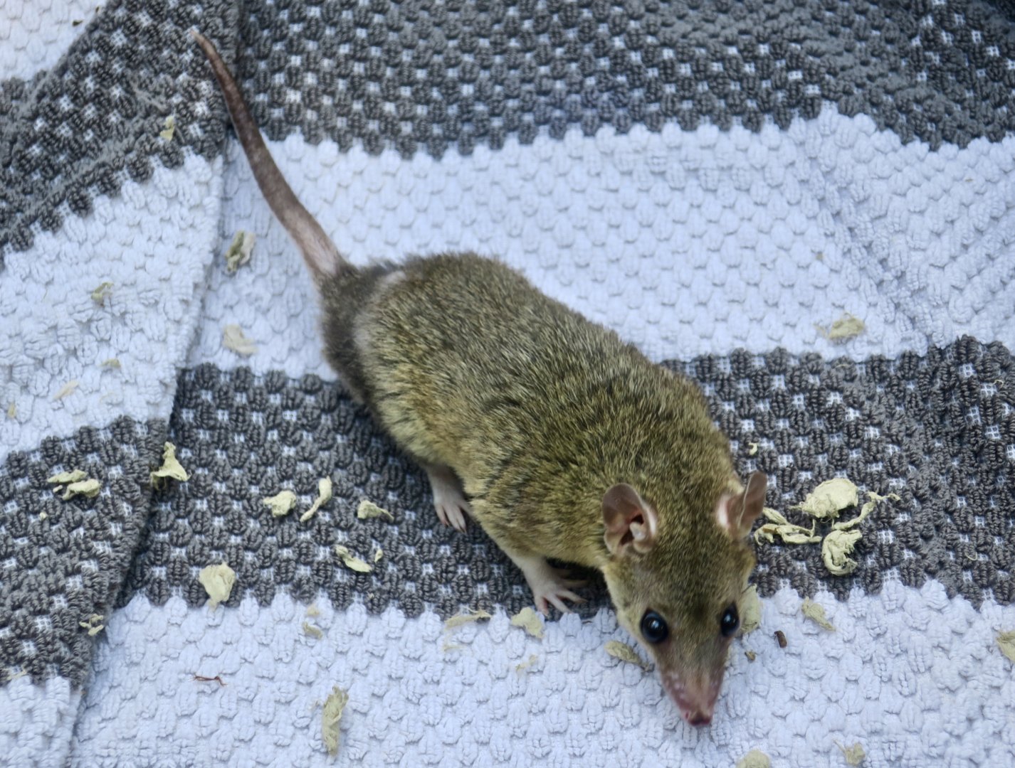 Gray Short-Tailed Opossum (Monodelphis domestica) - Earthplace