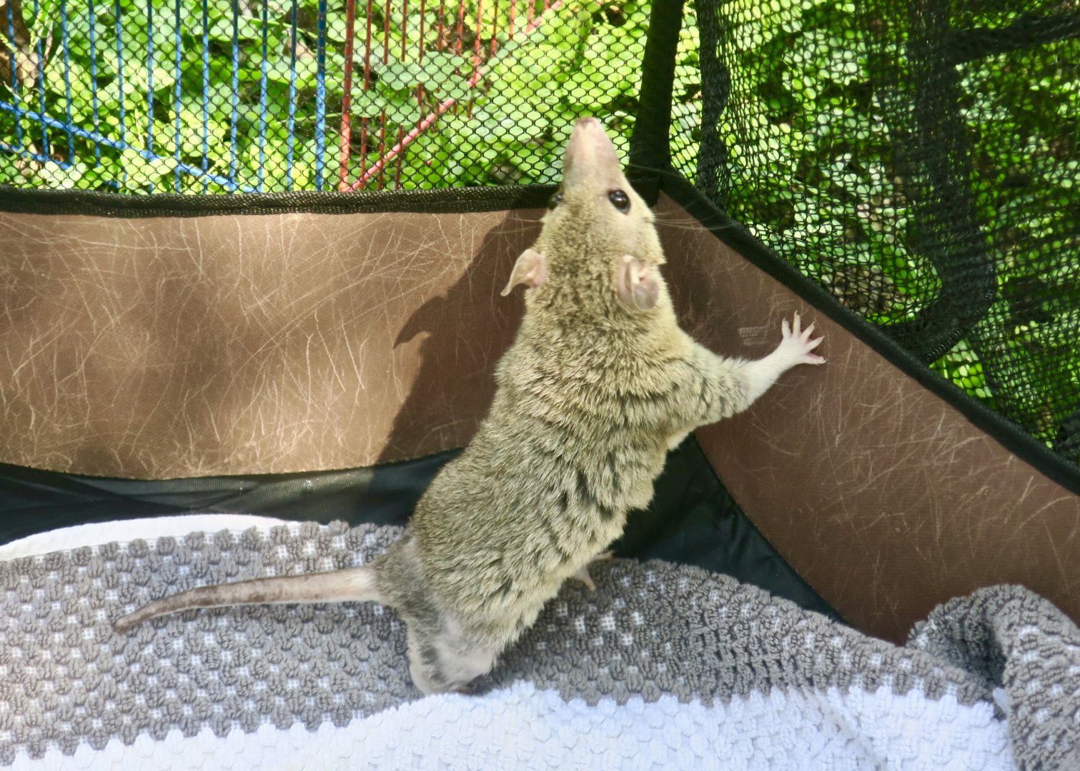 Gray Short-Tailed Opossum (Monodelphis domestica) - Earthplace