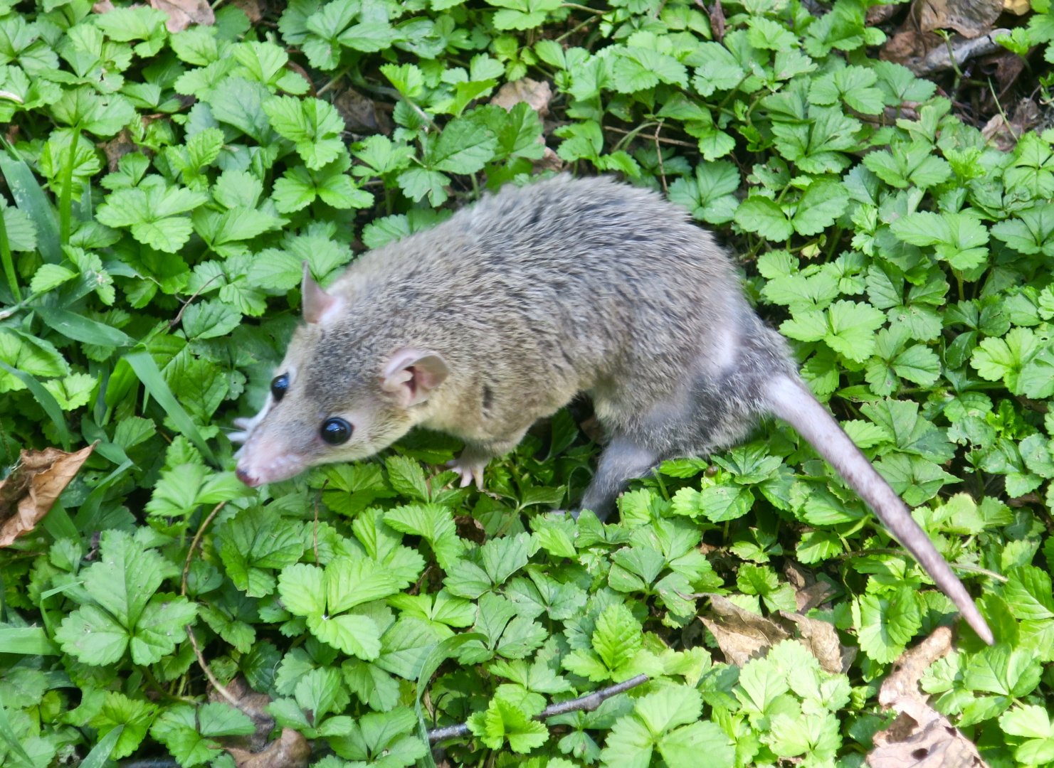 Gray Short-Tailed Opossum (Monodelphis domestica) - Earthplace