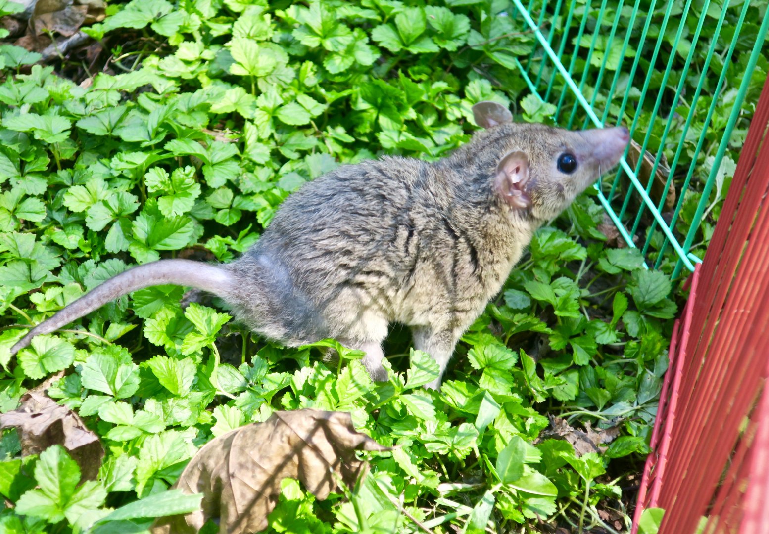 Gray Short-Tailed Opossum (Monodelphis domestica) - Earthplace