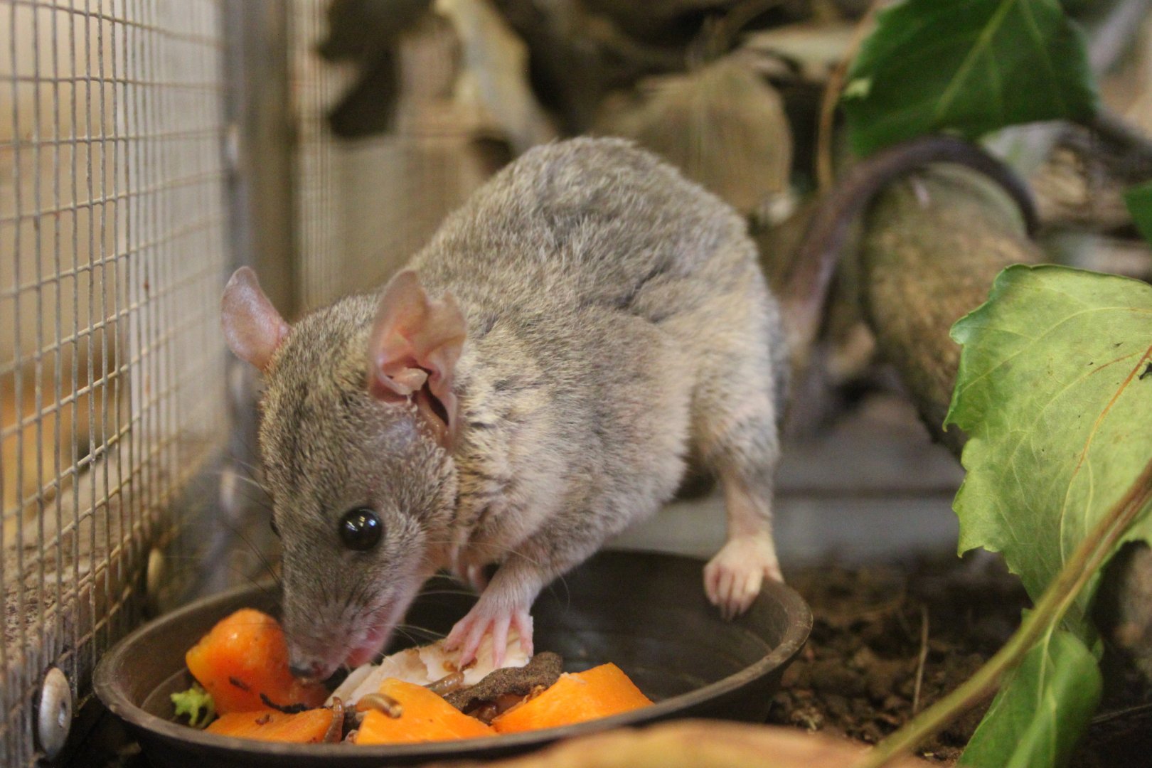 Gray short-tailed opossum (Monodelphis domestica)