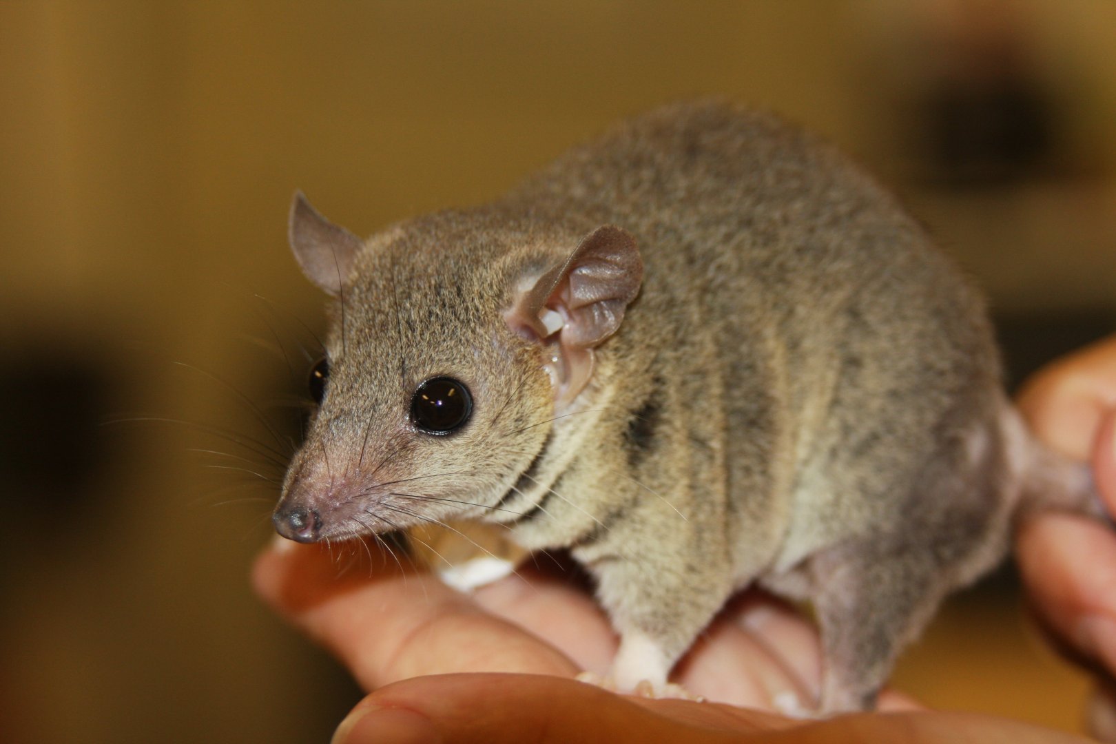 Gray short-tailed opossum (Monodelphis domestica)