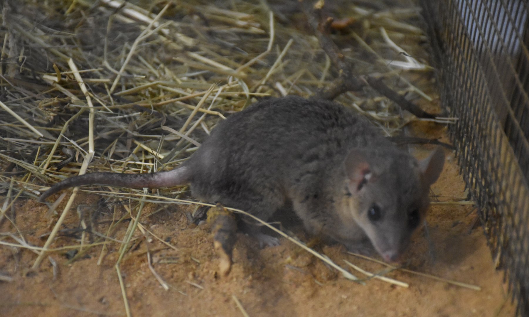 Gray short-tailed opossum