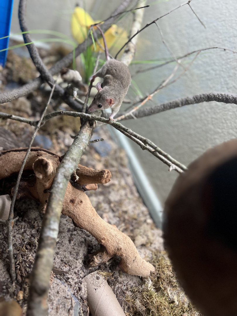 Gray short-tailed opossum