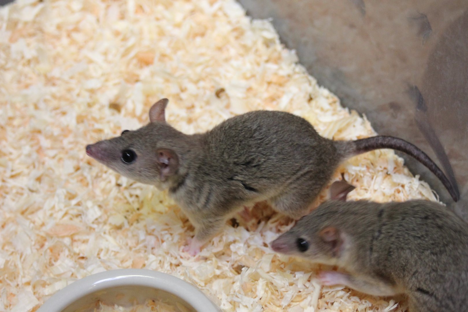 Gray short-tailed opossums