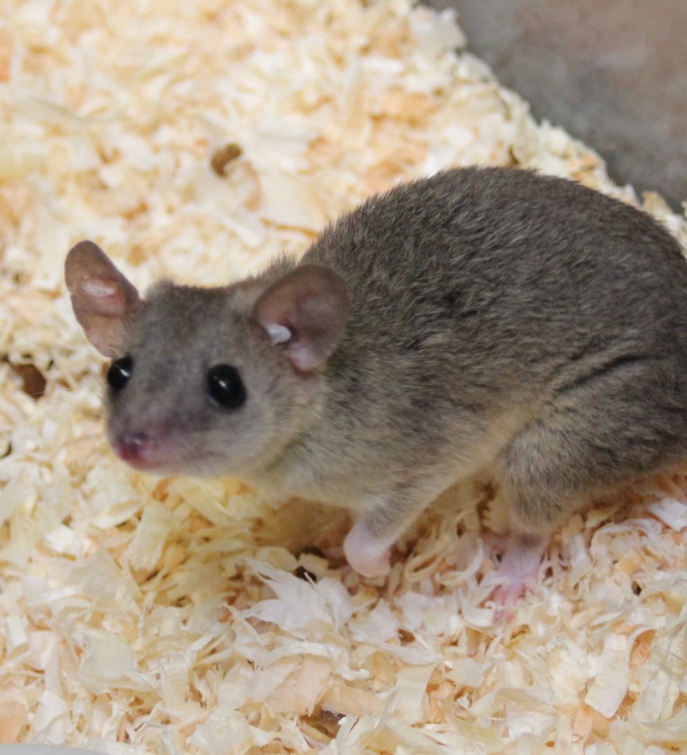 Gray short-tailed opposum