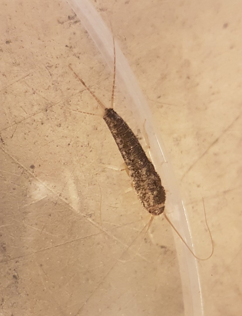 Gray silverfish - Ctenolepisma longicaudata