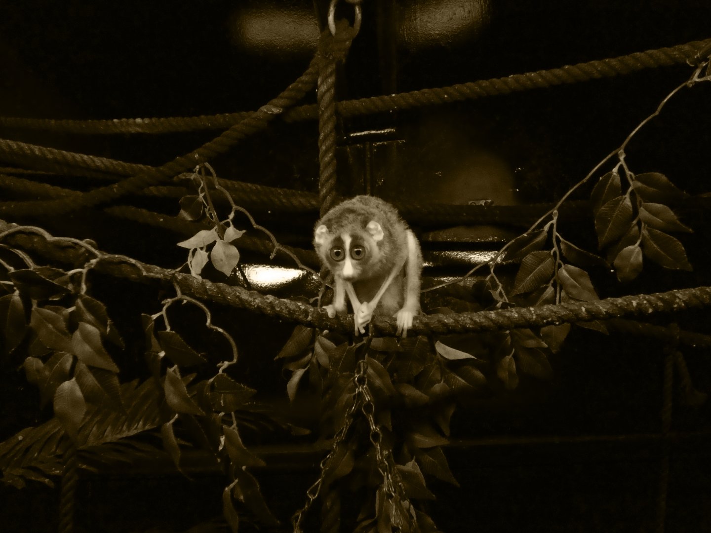Gray slender loris