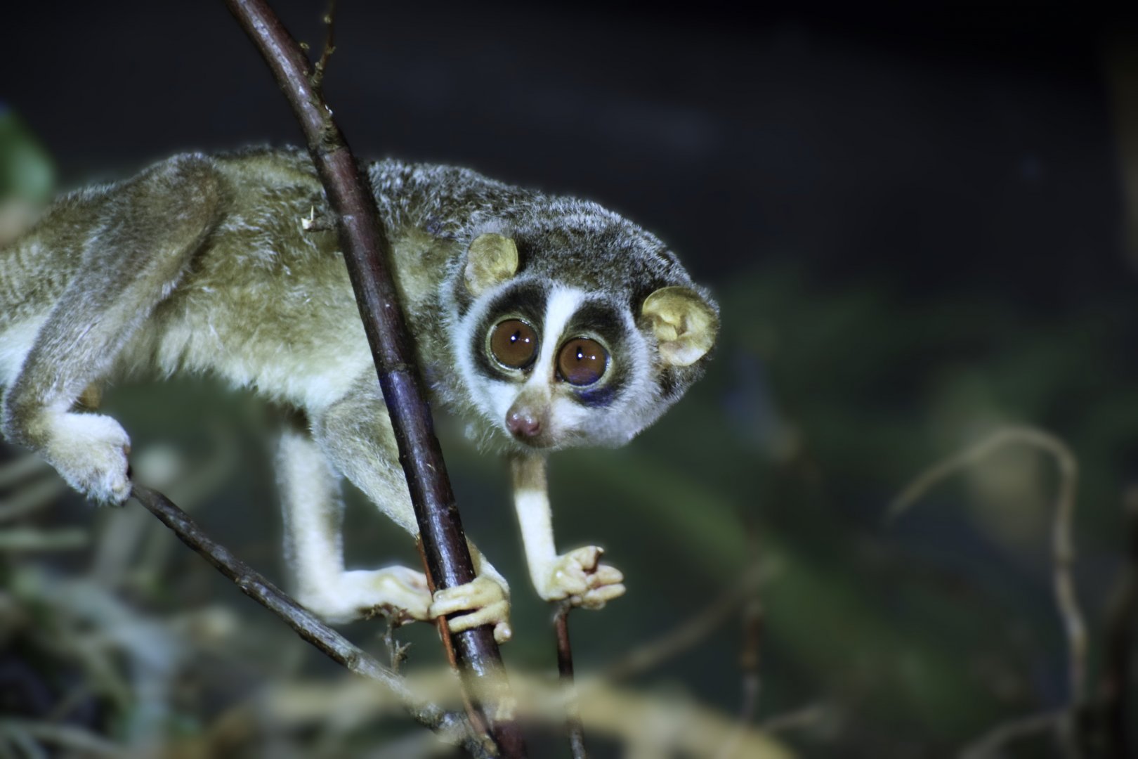 Gray slender loris