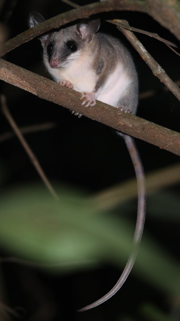 gray slender opossum (Marmosops incanus)