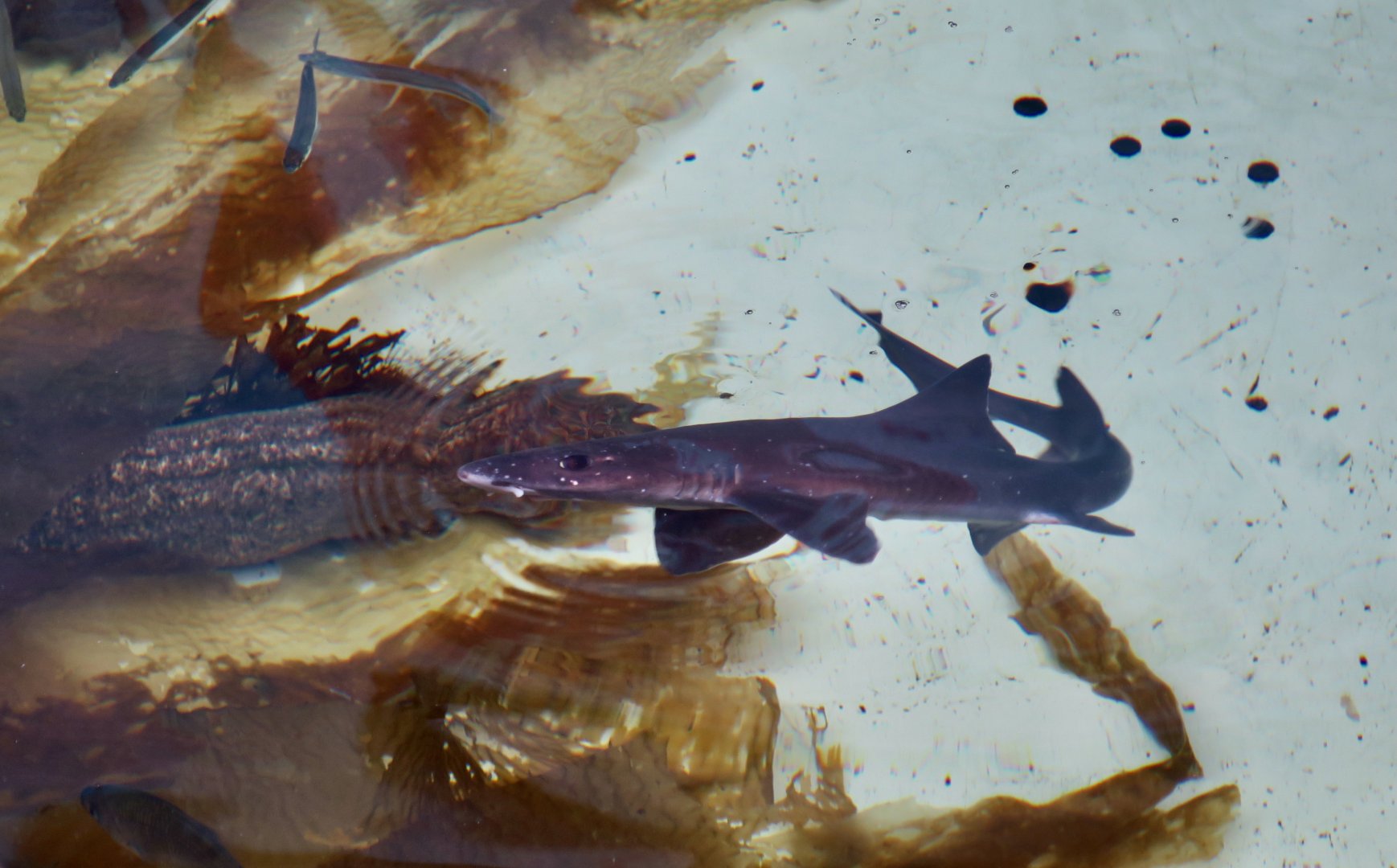 Gray Smooth-Hound (Mustelus californicus)