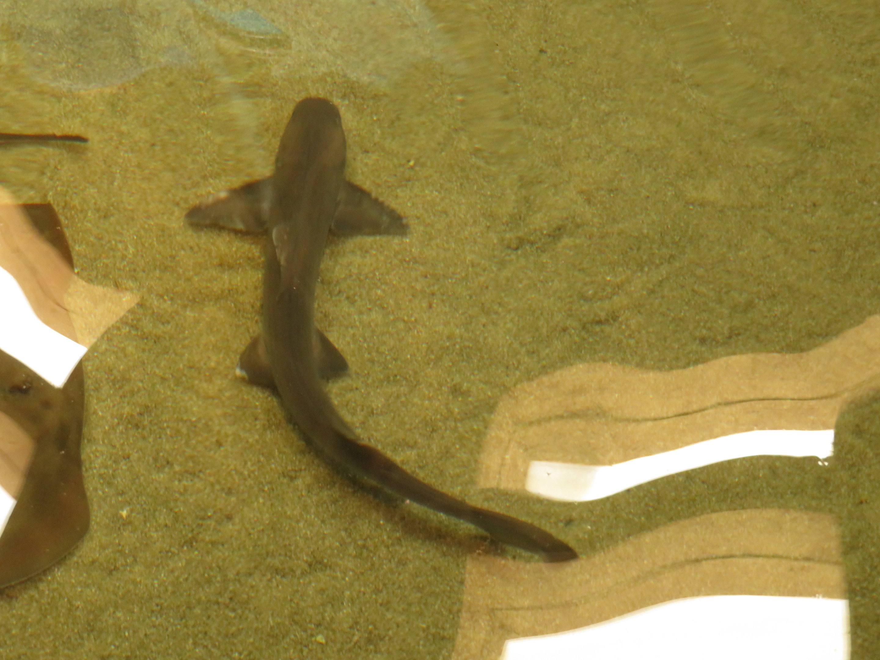 Gray Smooth-hound Shark