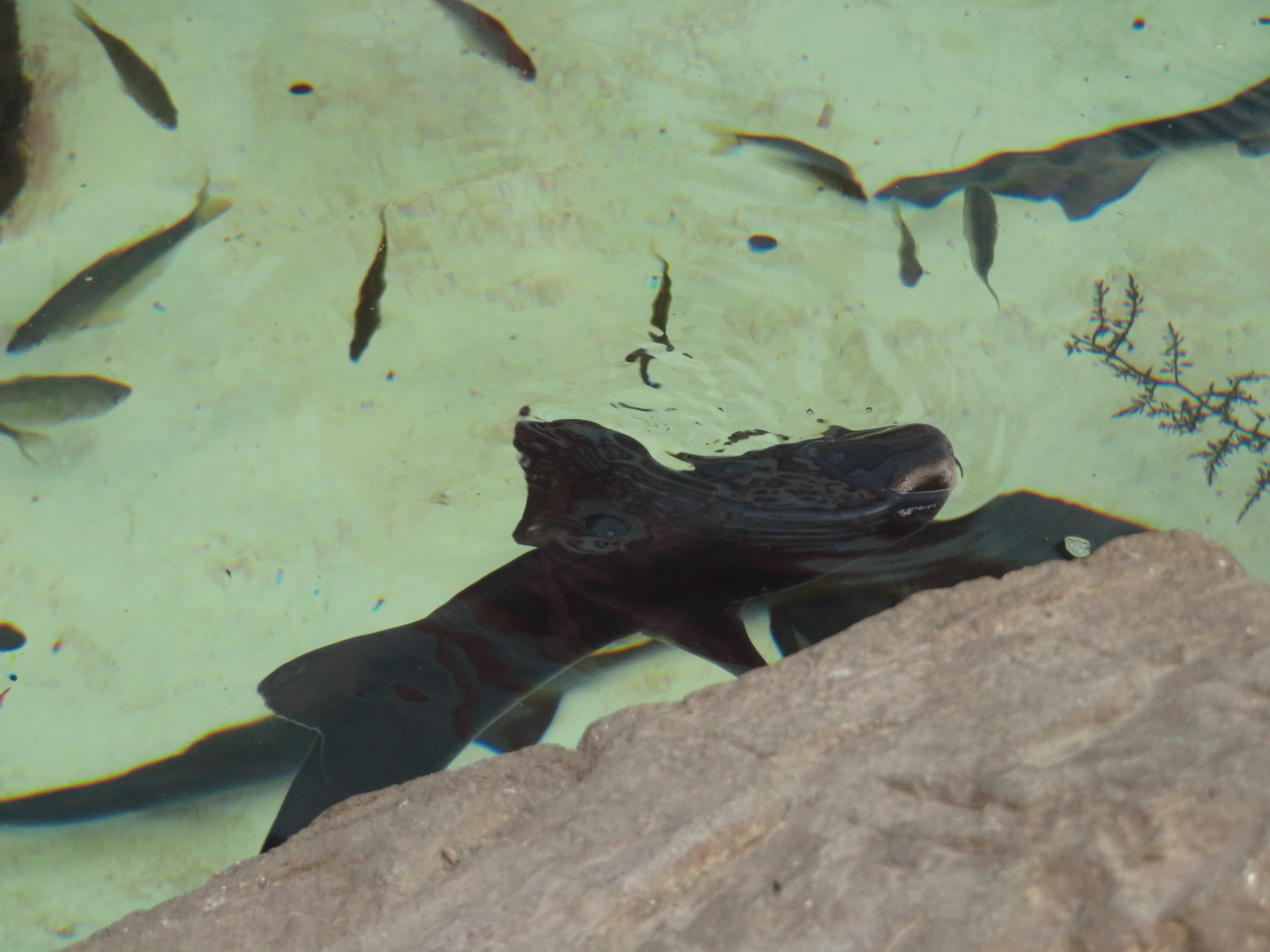 Gray Smoothhound Shark