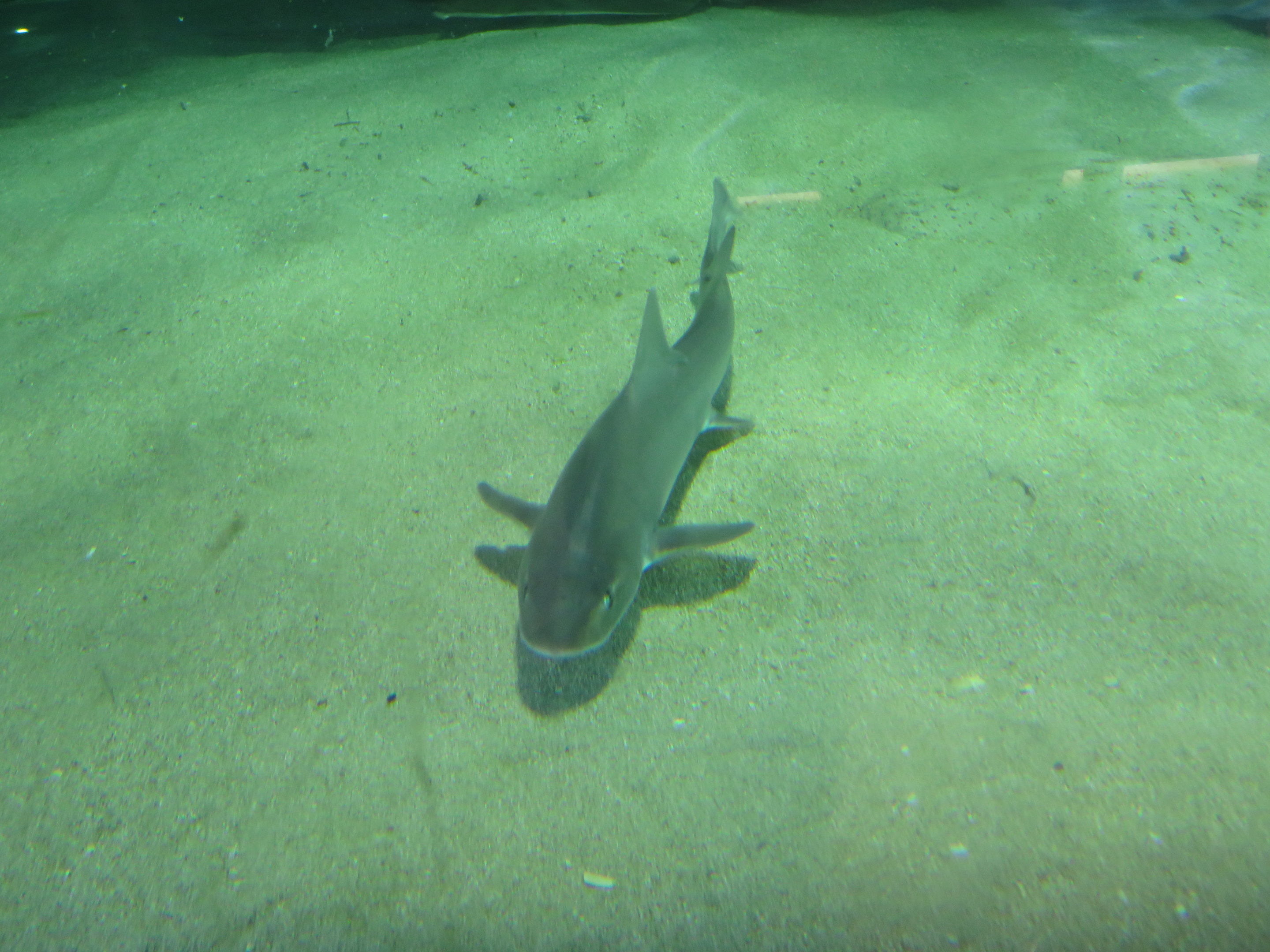 Gray Smoothhound Shark