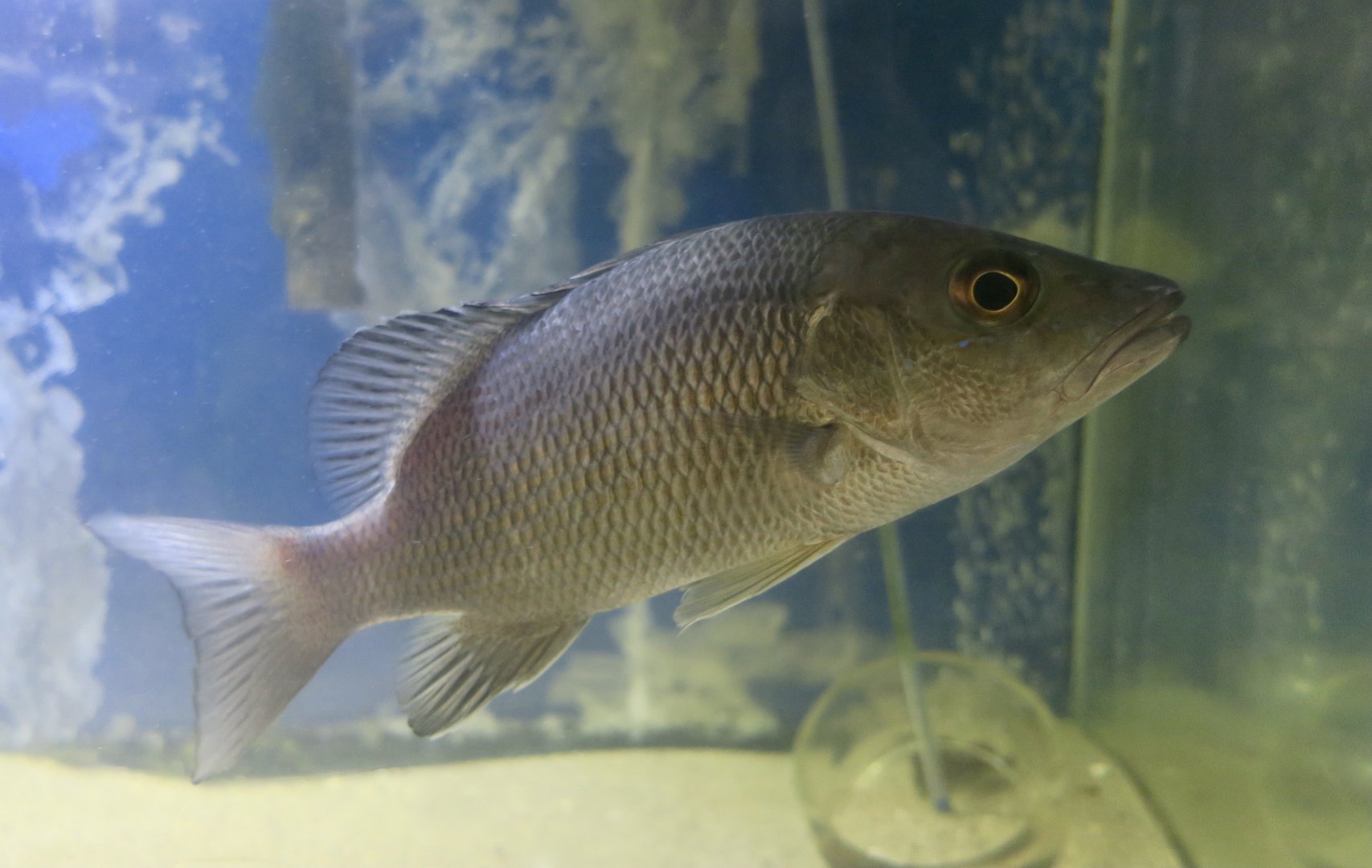 Gray Snapper (Lutjanus griseus)