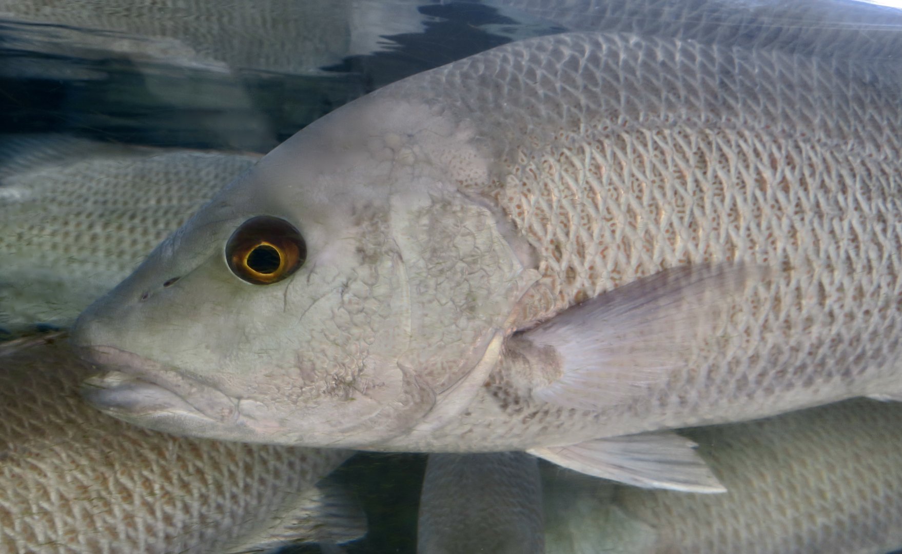 Gray Snapper (Lutjanus griseus)