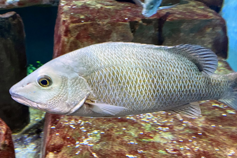 Gray Snapper