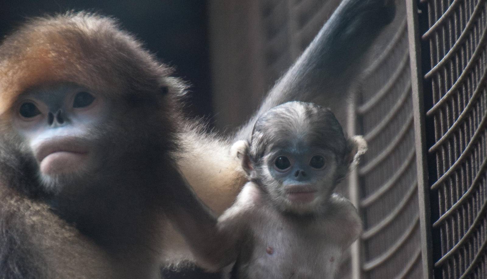 Gray Snub Nose Monkey - Rhinopithecus brelichi