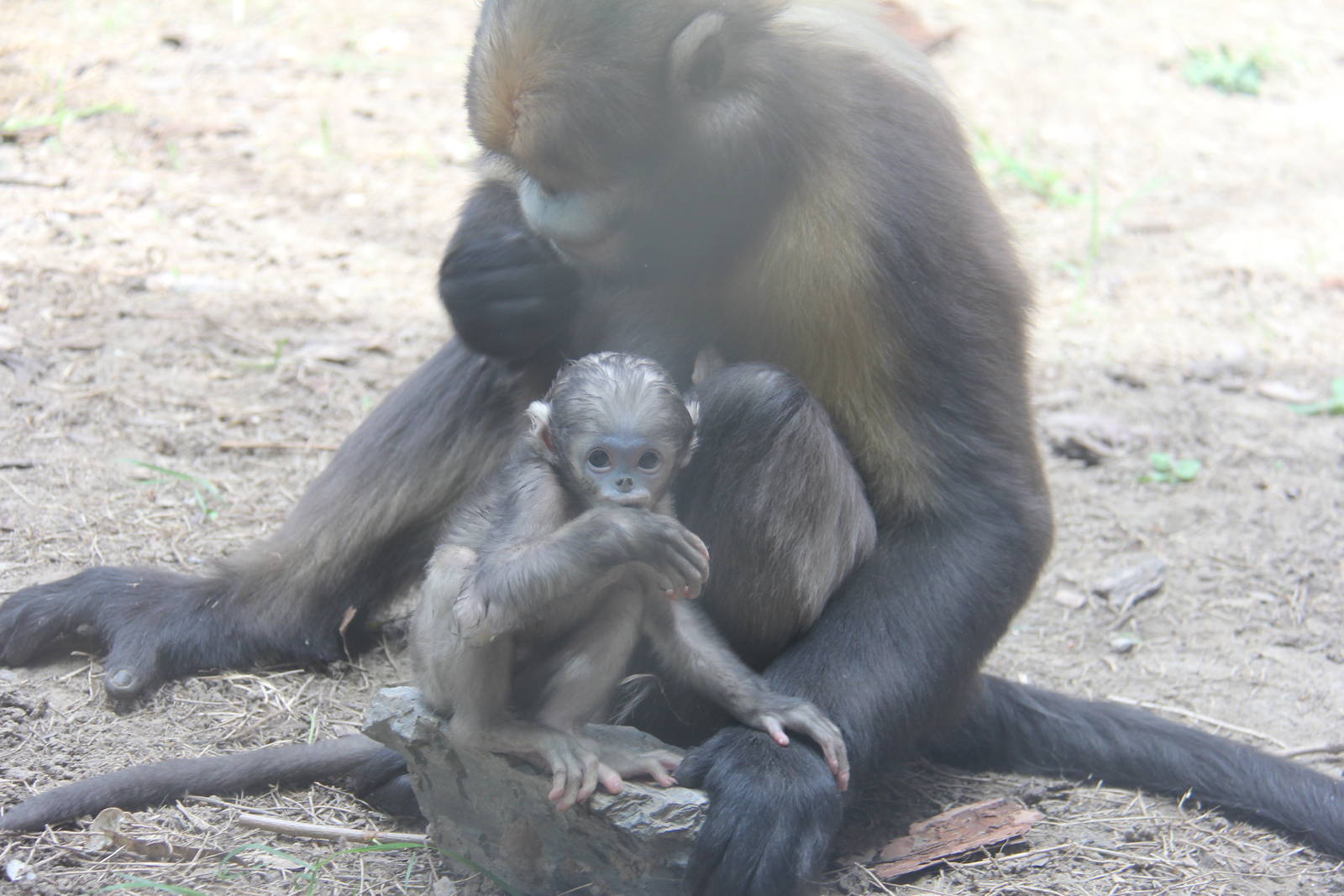 Gray snub-nosed monkey born on 23/04/2016